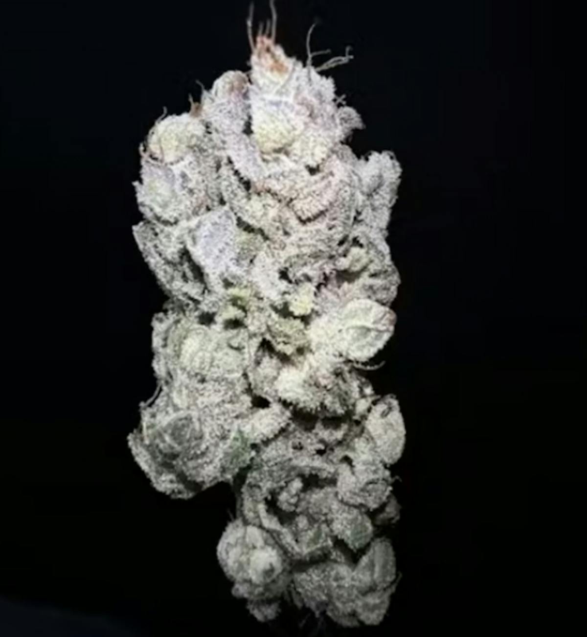 Photo of Zote 3.5g Flower Bountiful Farms
