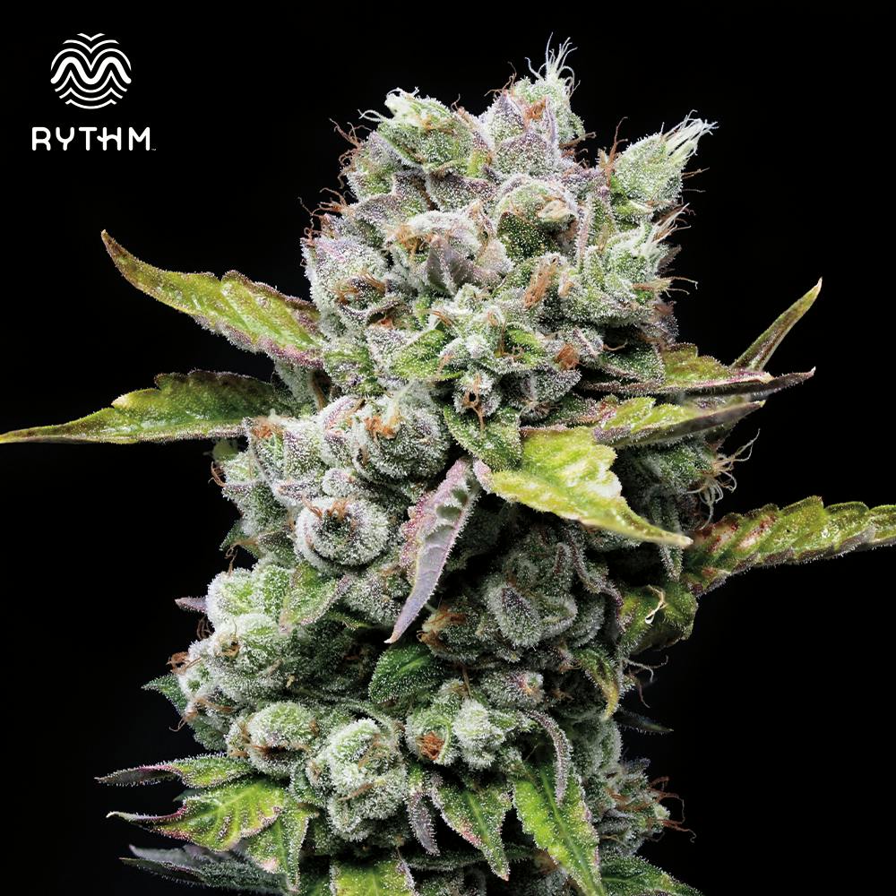 Rythm Hybridol AD 22862 Curaleaf CT Groton Medical