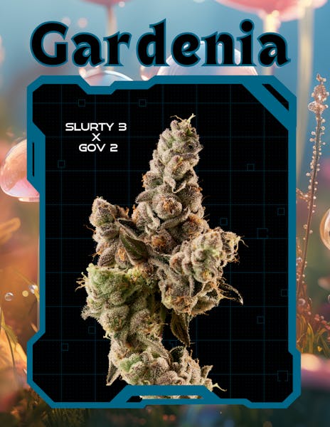 Gardenia | 28g | Flower | Realm