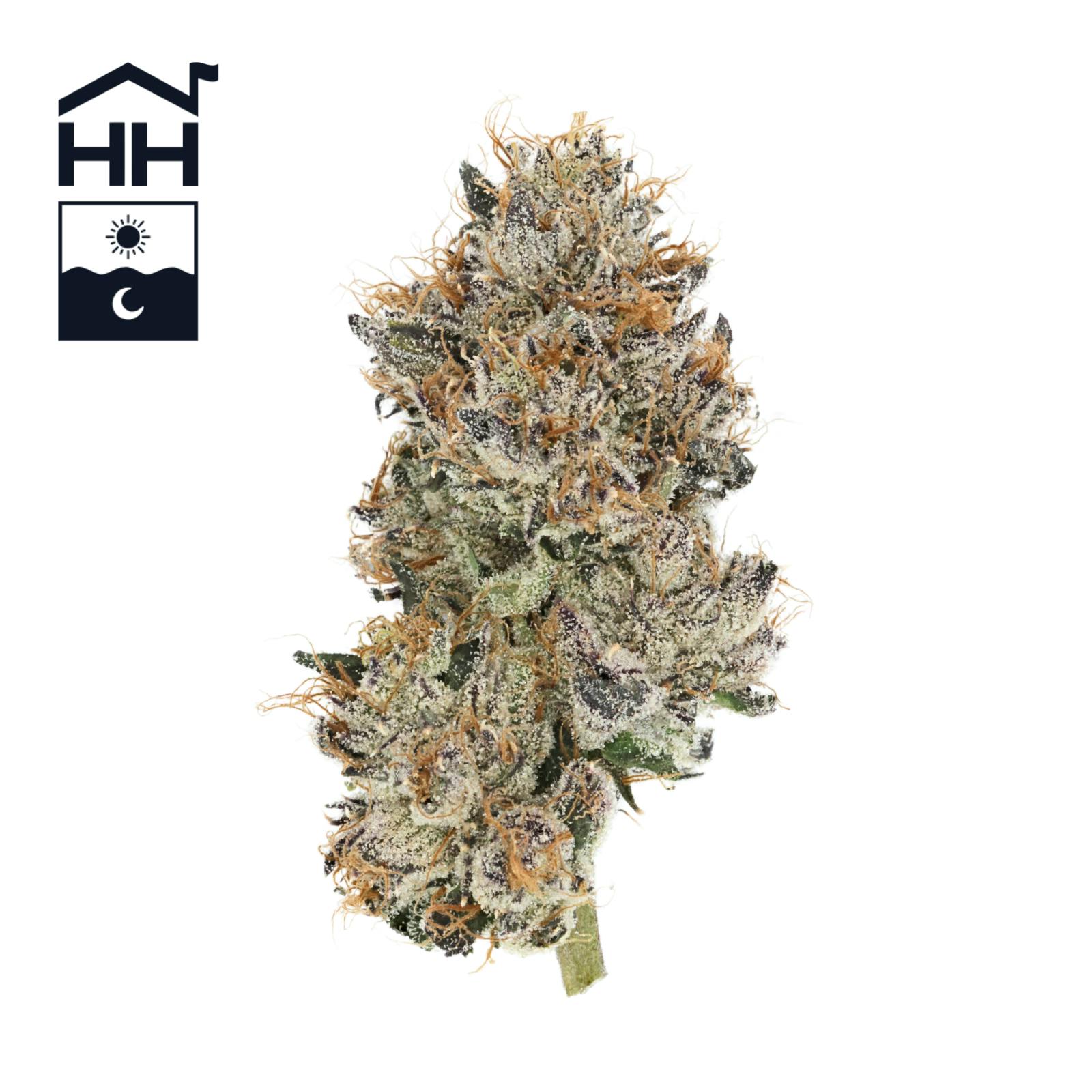 Buy Harbor House Collective Brand Products Online - Harbor House