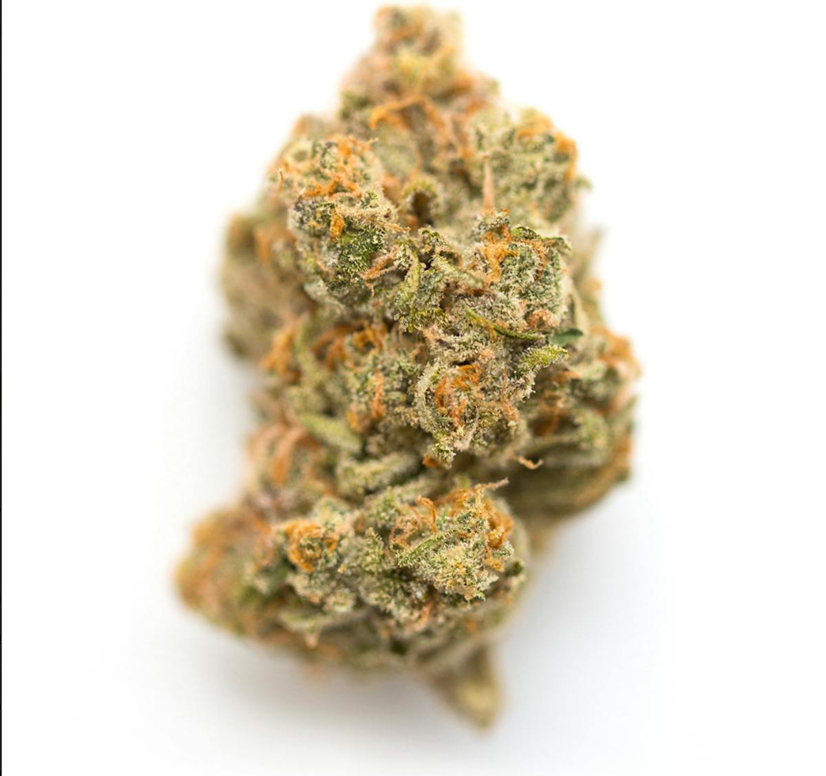 Image of MAC & Cheese | 7g House Flower