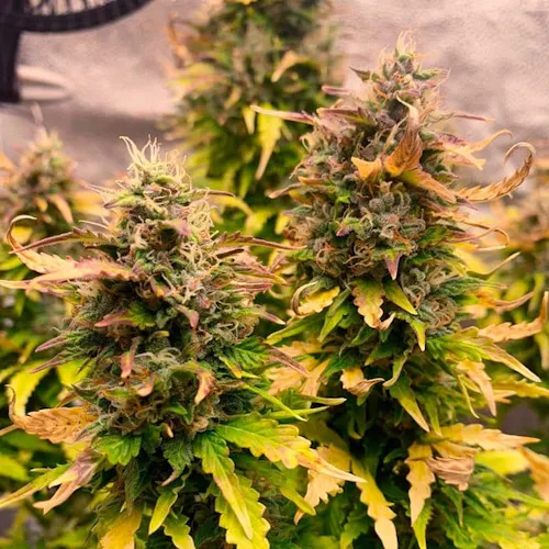 Royal Queen Seeds | IGrowCan Royal Kush Auto-1