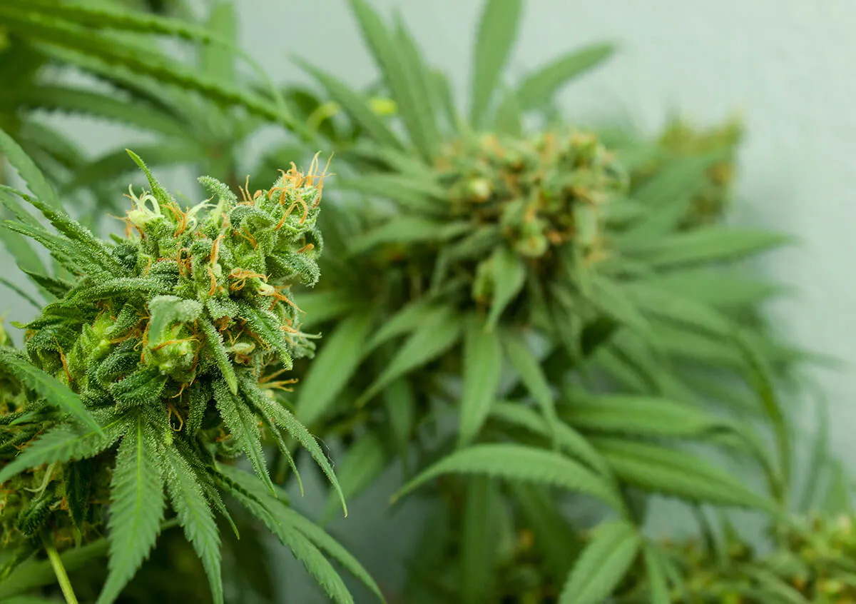 Popcorn Shelf – Super Lemon Chedda (S) 1g Flower | High Country Healing
