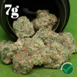Black Ch GMO