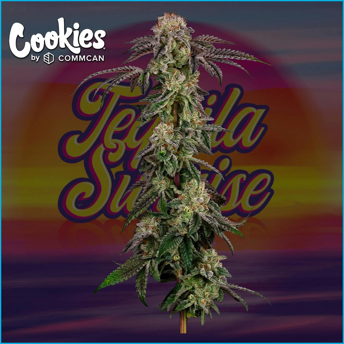 Photo of Cookies | Tequilla Sunrise | Flower