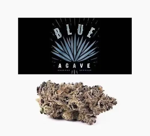 Blue Agave | Flower | 3.5g-active