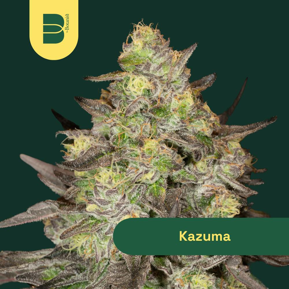 Kazuma