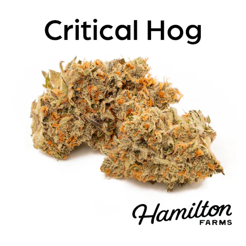 Critical Hog Mixed Nugs 7g-1
