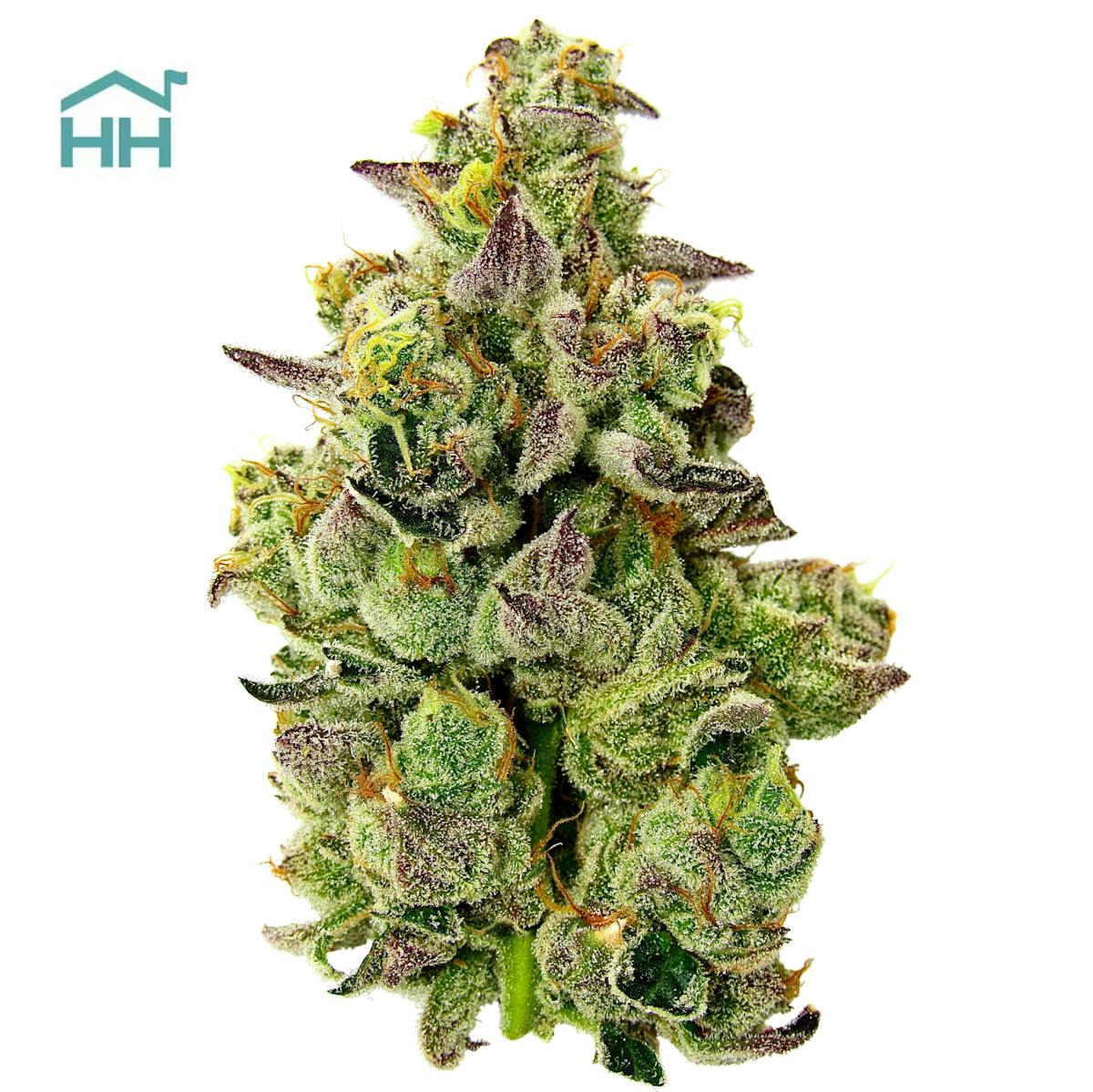 Photo of Runtz 3.5g Flower Harbor House Collective