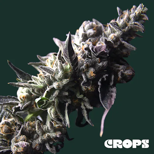 Crops | Flower | Orange Zkittles | 14g-1