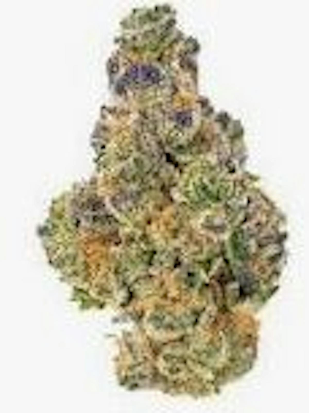 Image of Gator Breath | 3.5g