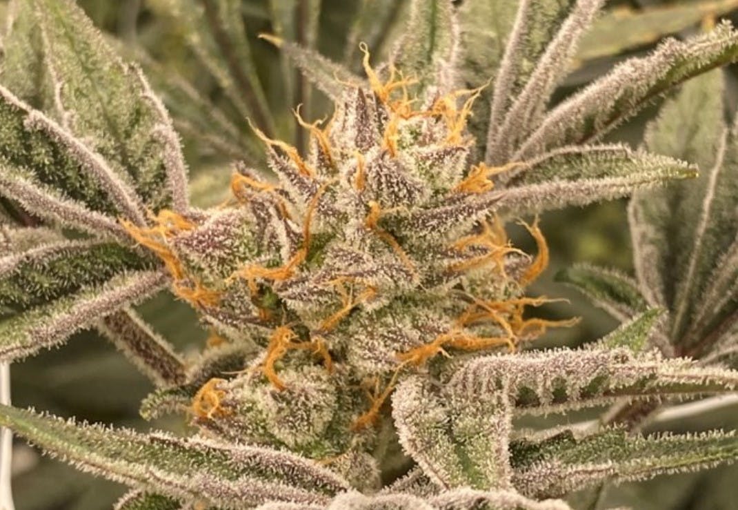 Photo of Blueberry Bustdown