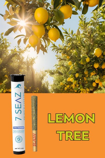 7 Seaz – Super Lemon Haze x Cheese Quake – (Half) 1/2oz 7 Seaz – Super Lemon Haze x Cheese Quake – (Half) 1/2oz