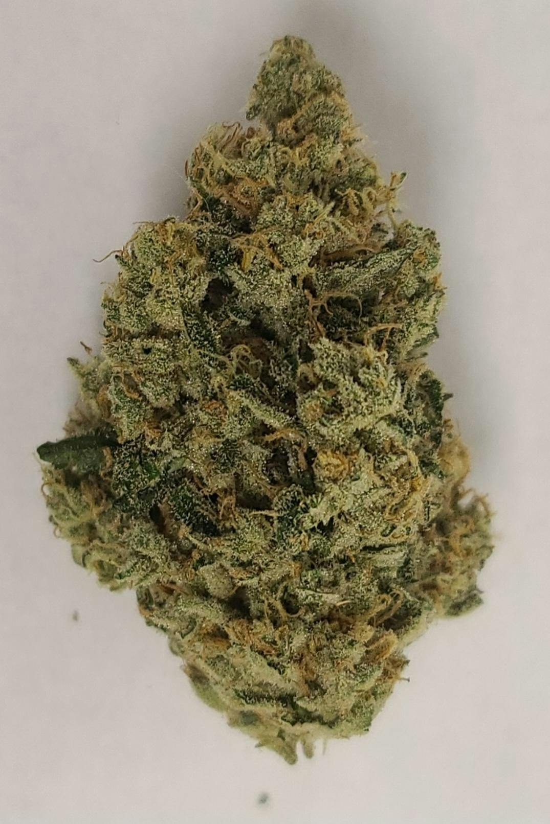 Dark Rainbow | High Life Farms