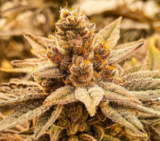 Photo of Orange Kush Cake 3.5g Jar The Heirloom Collective