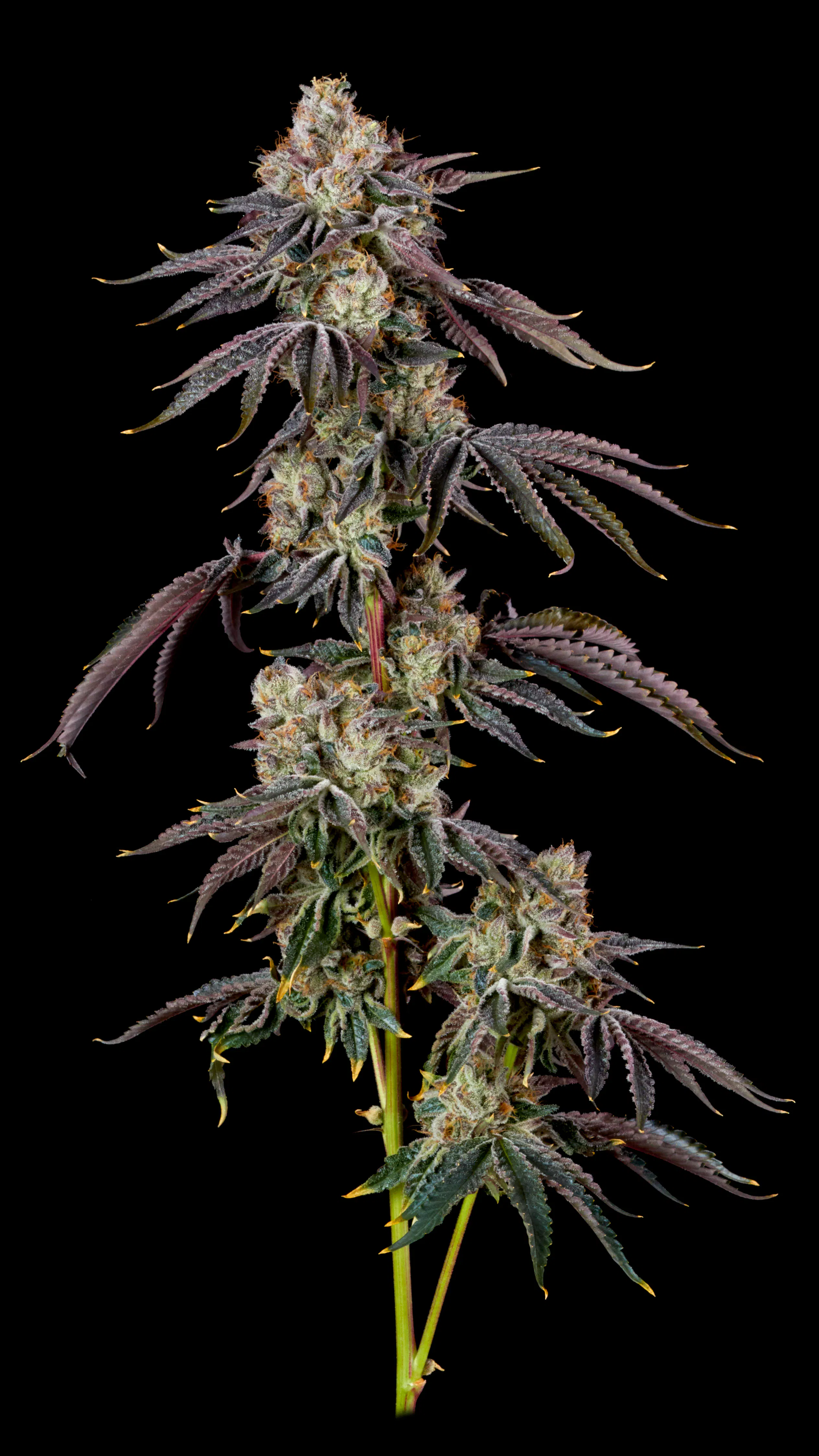 Popcorn 14g | Local Cannabis RS11 | MO Health and Wellness