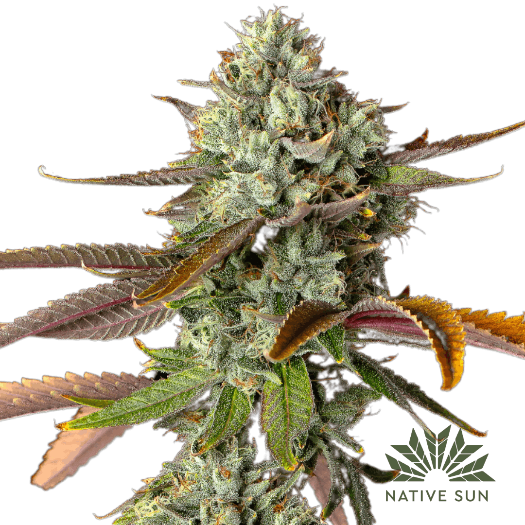 Native Sun - Flower 3.5g - Emergen-C