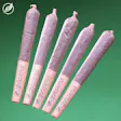 Zuava Rolled Shorties