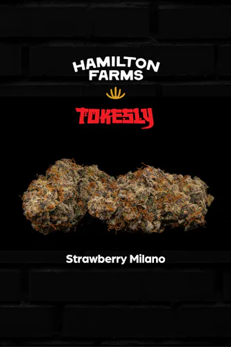 HF x Tokesly | Flower | Strawberry Milano | 3.5g-1