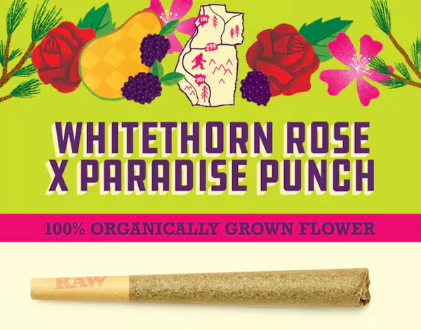 Paper Crane Whitethorn Rose x Paradise Punch Preroll - Stories