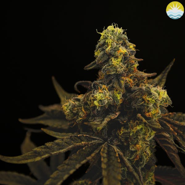 Runtz Og | 14g| Small Buds Flowers | Renew