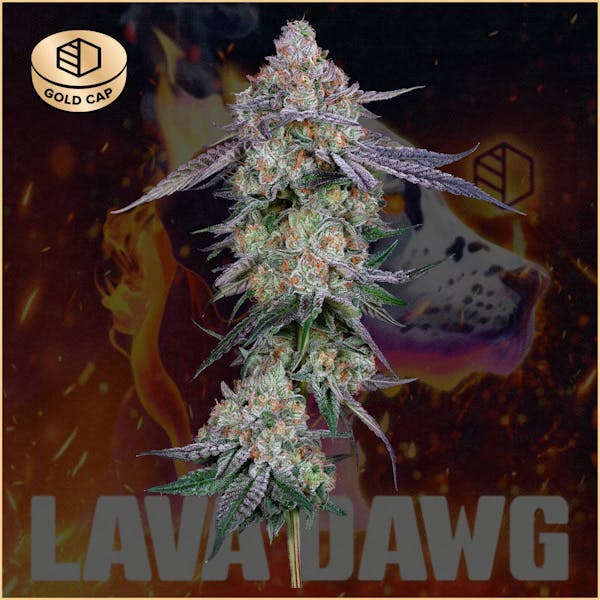 Lava Dawg (I) - 3.5g - CommCan