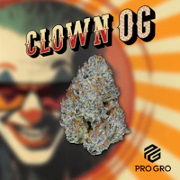 Clown OG Pre Roll | 1g - product image at King of Budz