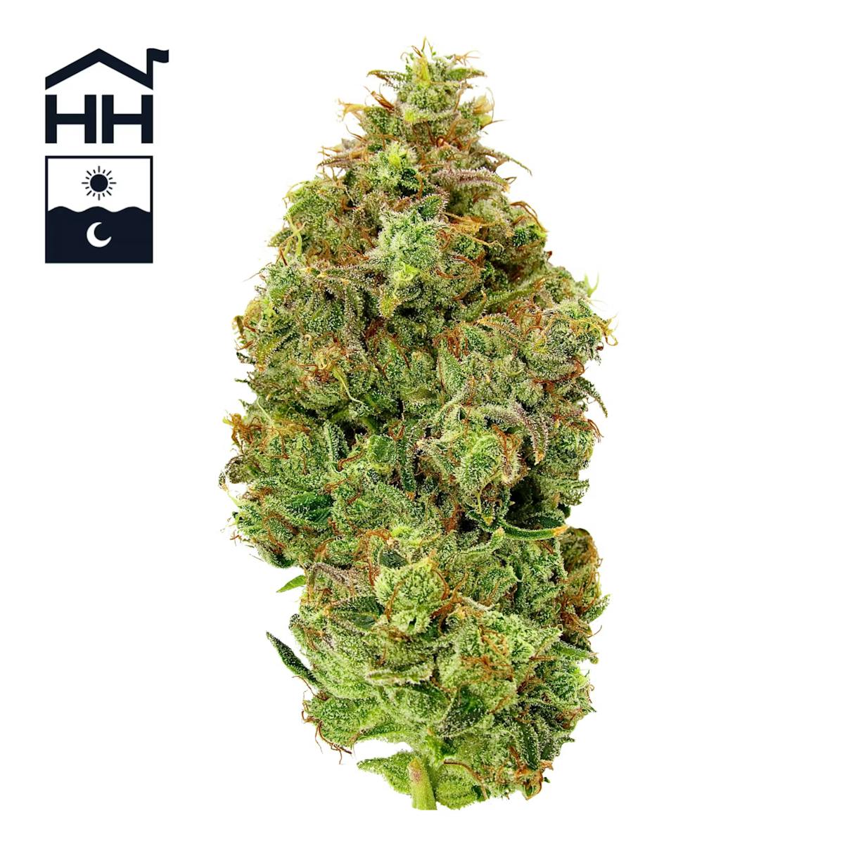 Image of Skywalker OG