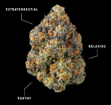 Baby Turtle Flower 3.5g