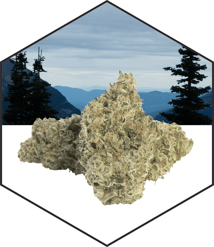 Kush Mints (IH) PRJ • Potency