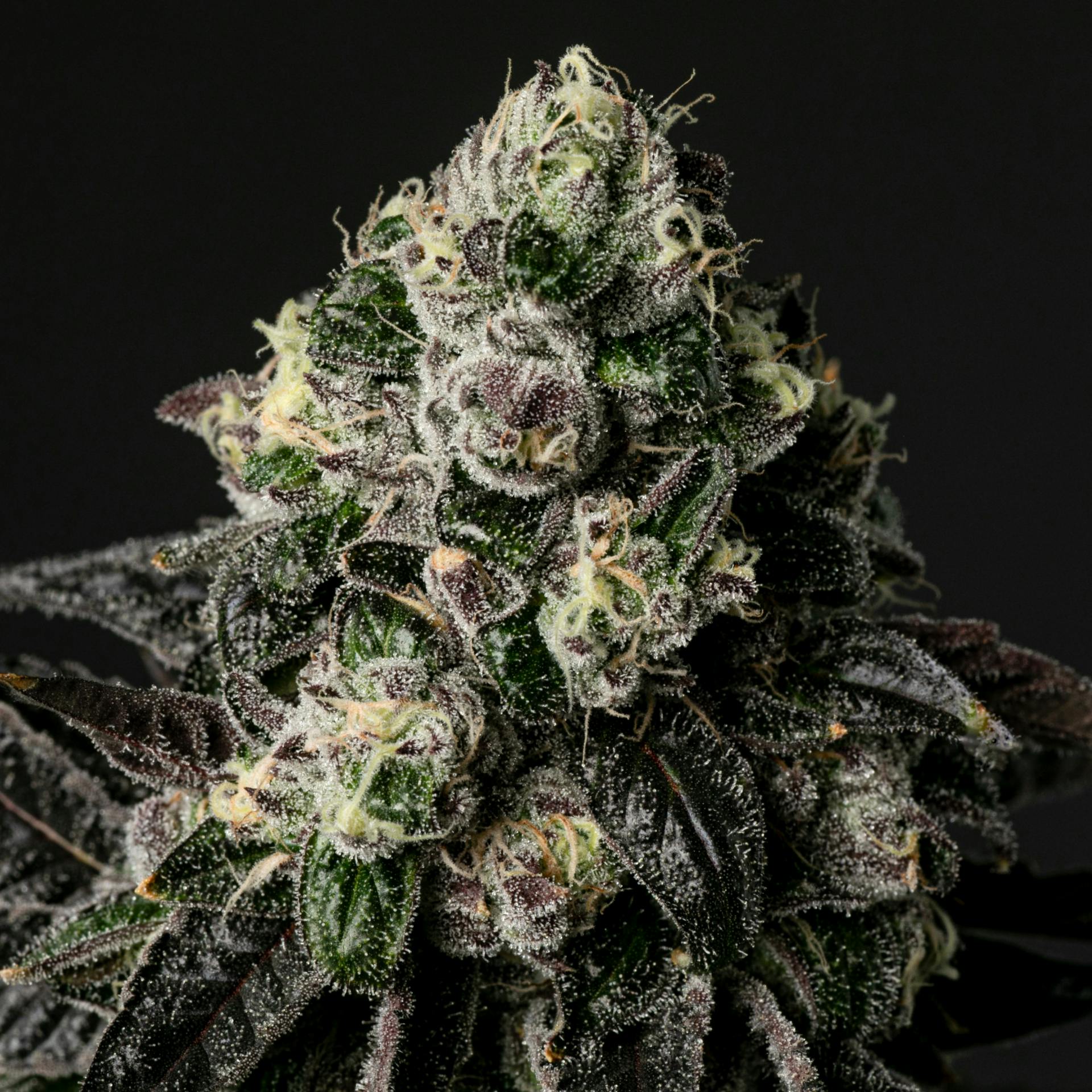 Red Carpet Runtz | Flower | 3.5g – Hashery
