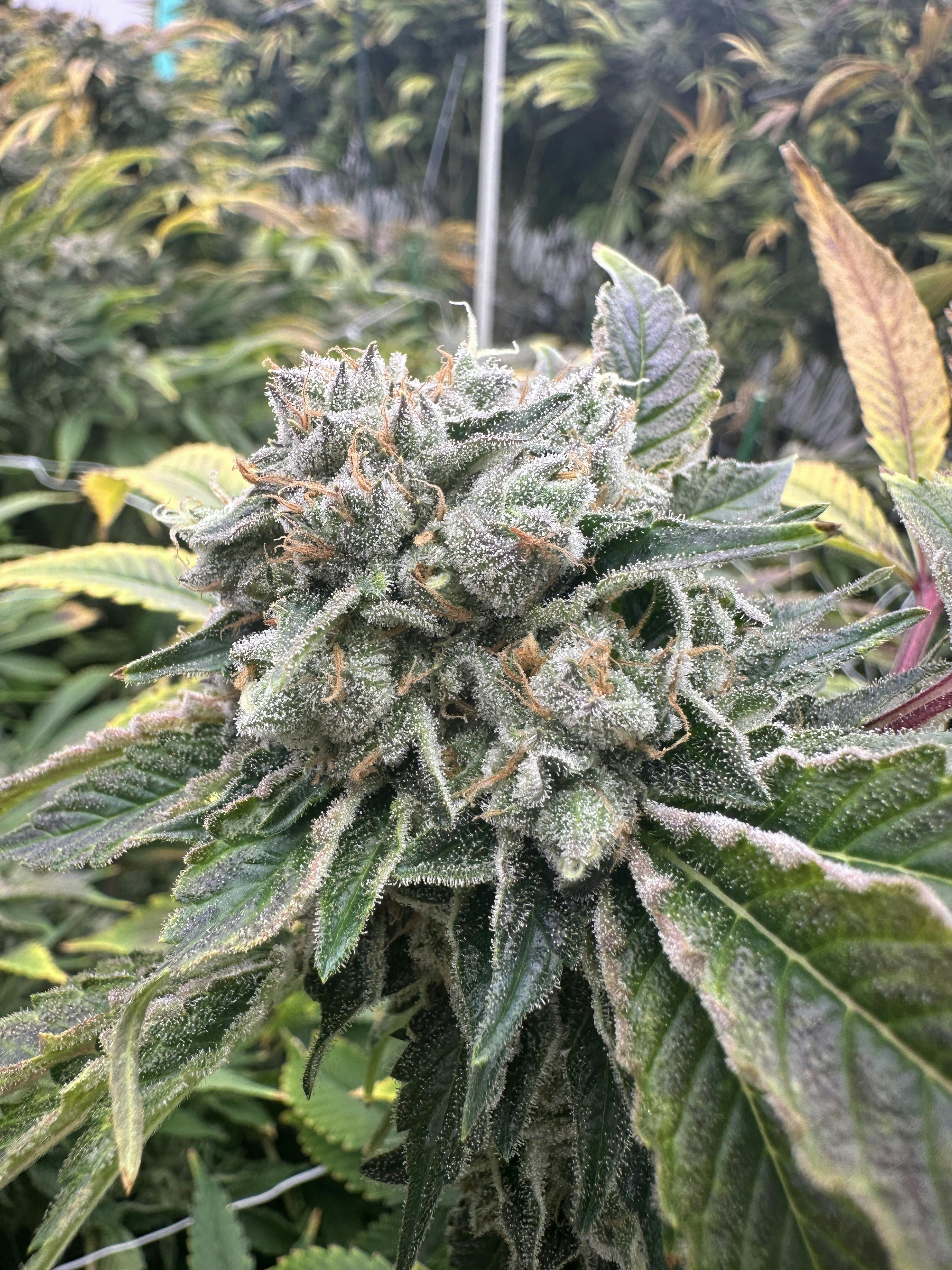 Product Zoefredo - Flower