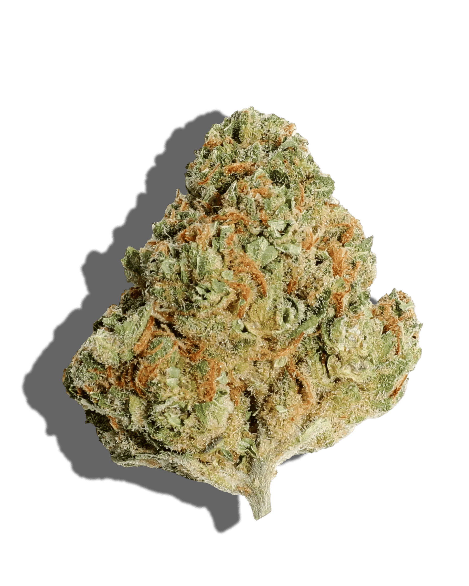 三基商事 DROGA ドゥースデュレレチノレアリテ8.8g BIO