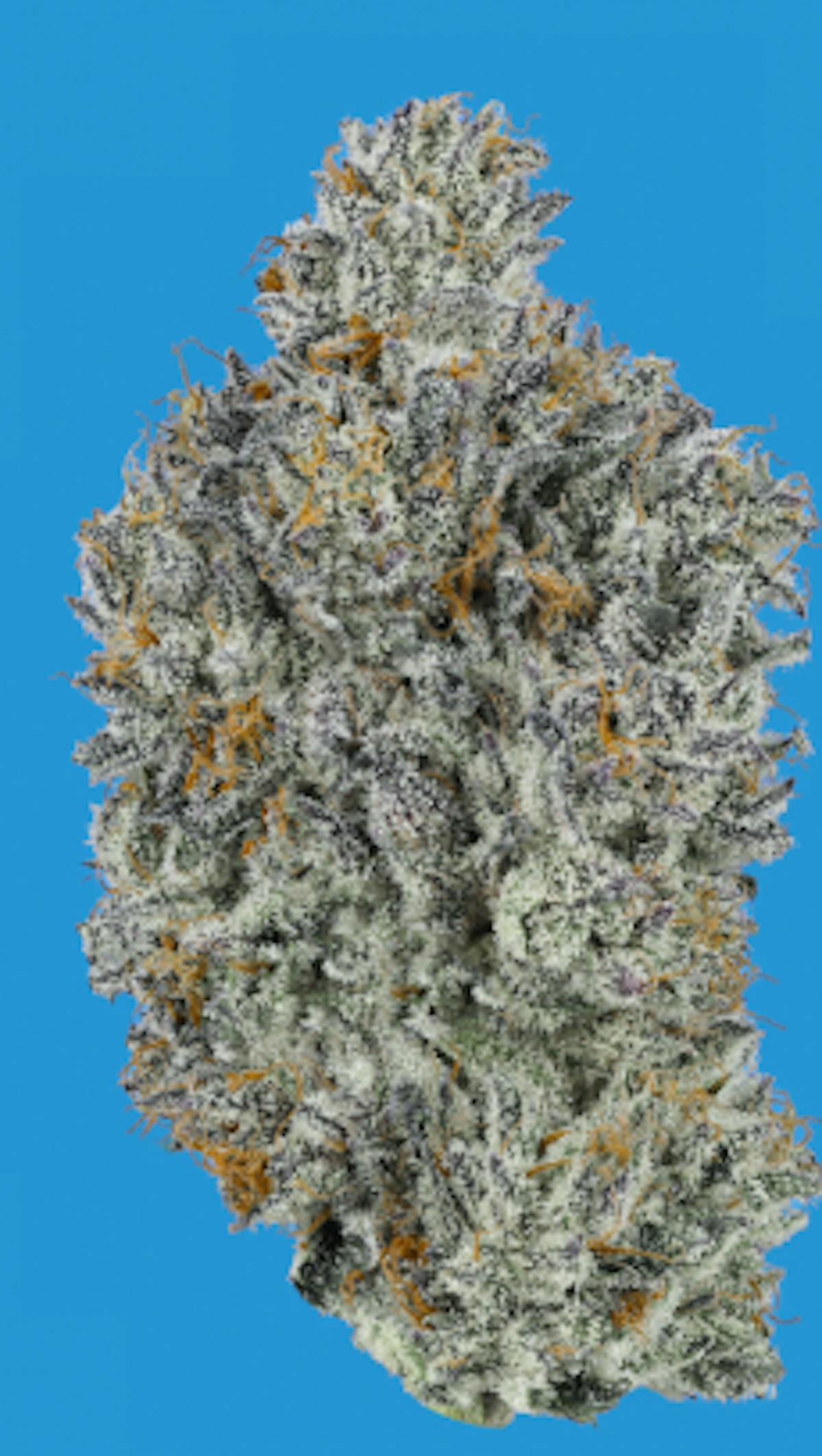 Photo of Gold Shelf – Lemon Oreoz (S)