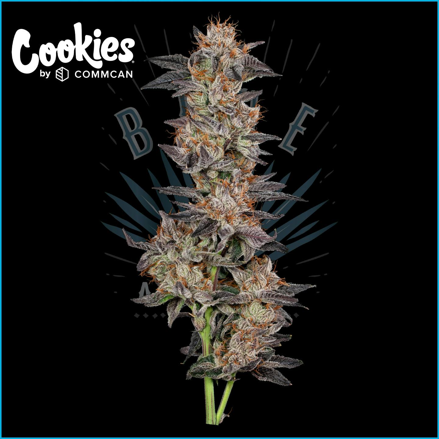 Photo of Cookies Hollywood 3.5g