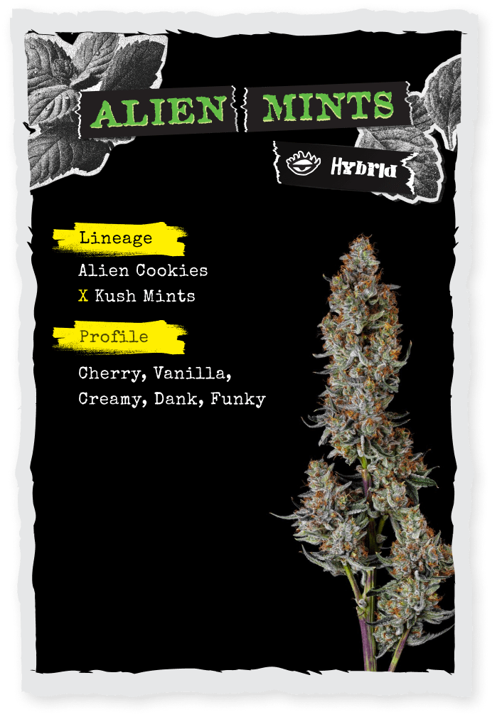 Product: Strane | Bulk Bud - Alien Mints