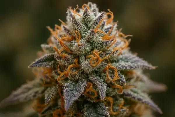 Product Miss DNA Buds
