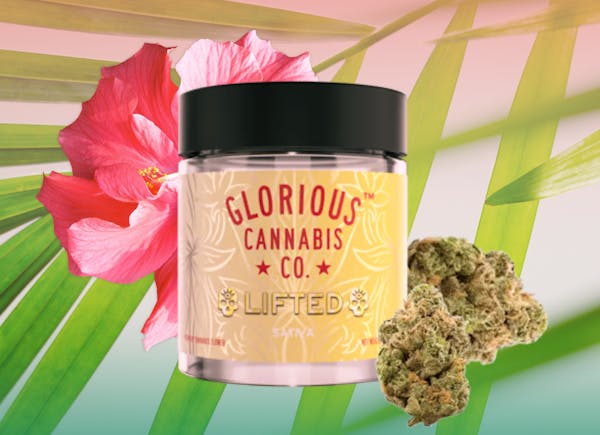 Beach Babe (S) - 3.5g - Glorious Cannabis