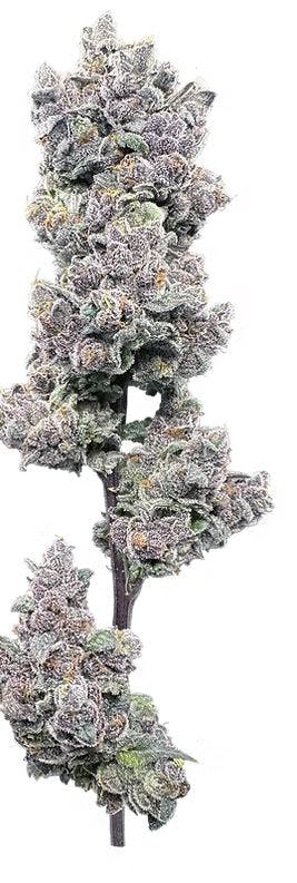 Product Garlic Sherbert x Twisted Ice Cream Buds