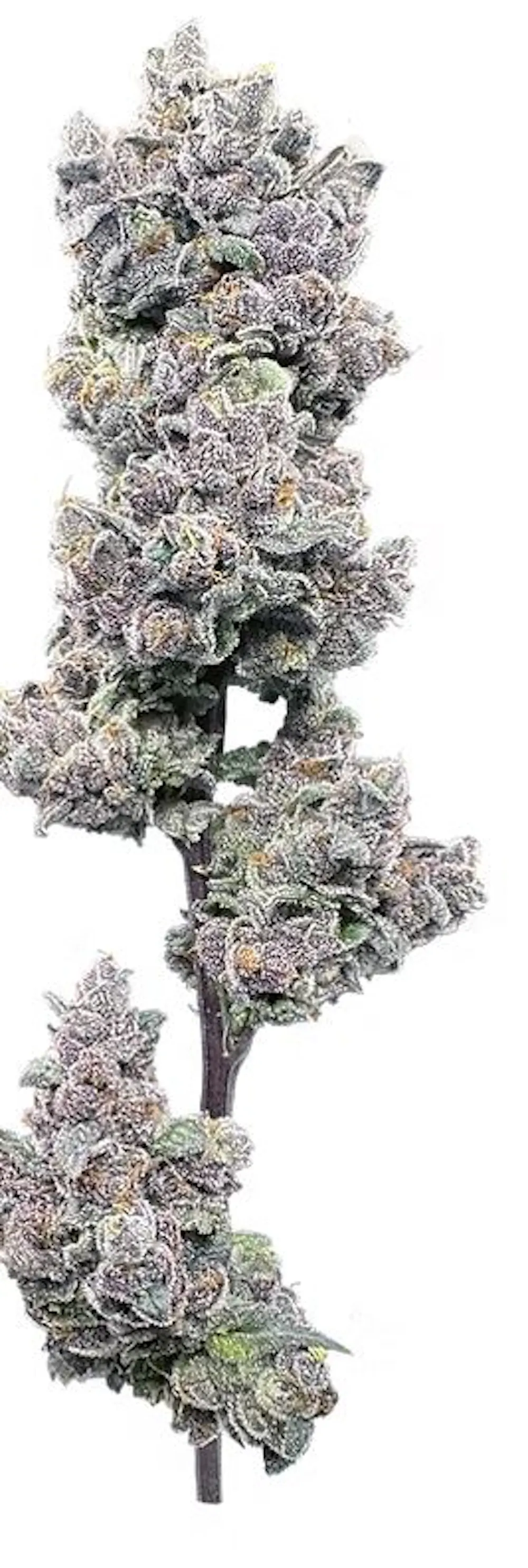 Trifecta Farms Garlic Sherbert x Twisted Ice Cream Buds | Malden, MA ...