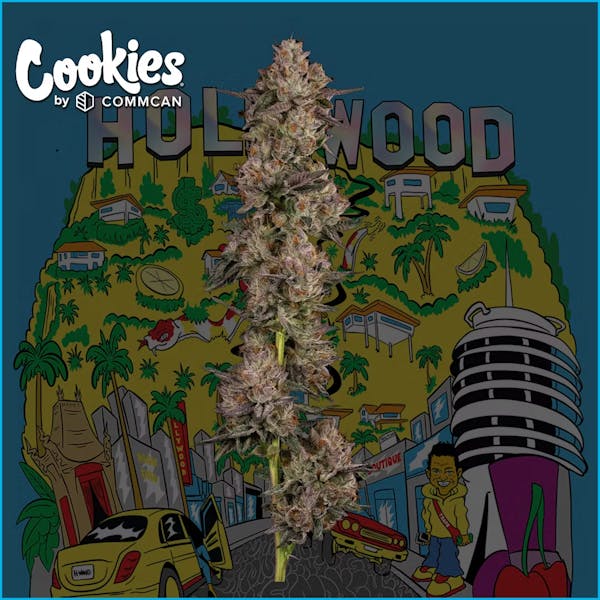 Hollywood (H) - 3.5g - Cookies