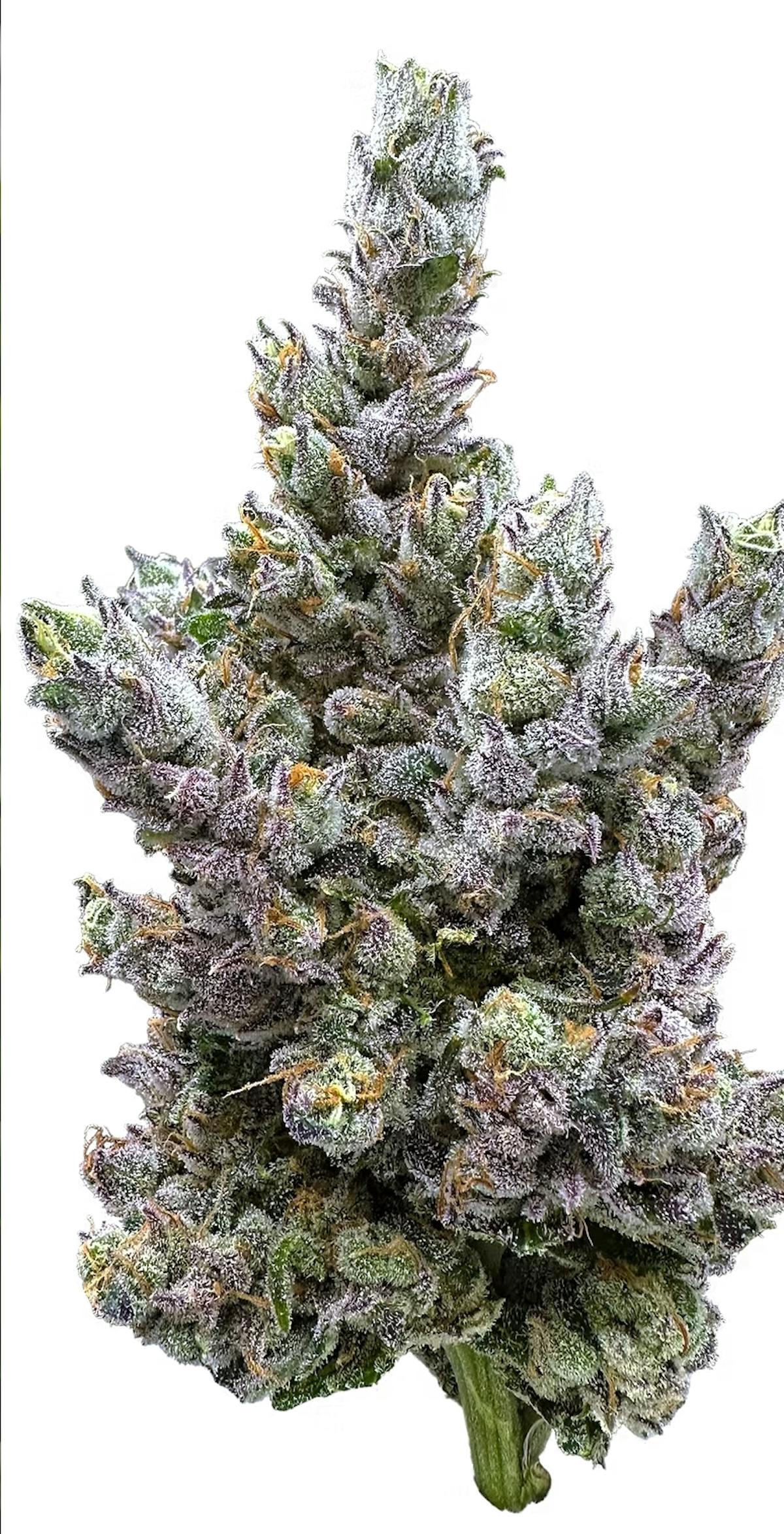 Photo of Glue Dream 3.5g Flower Trifecta Farms