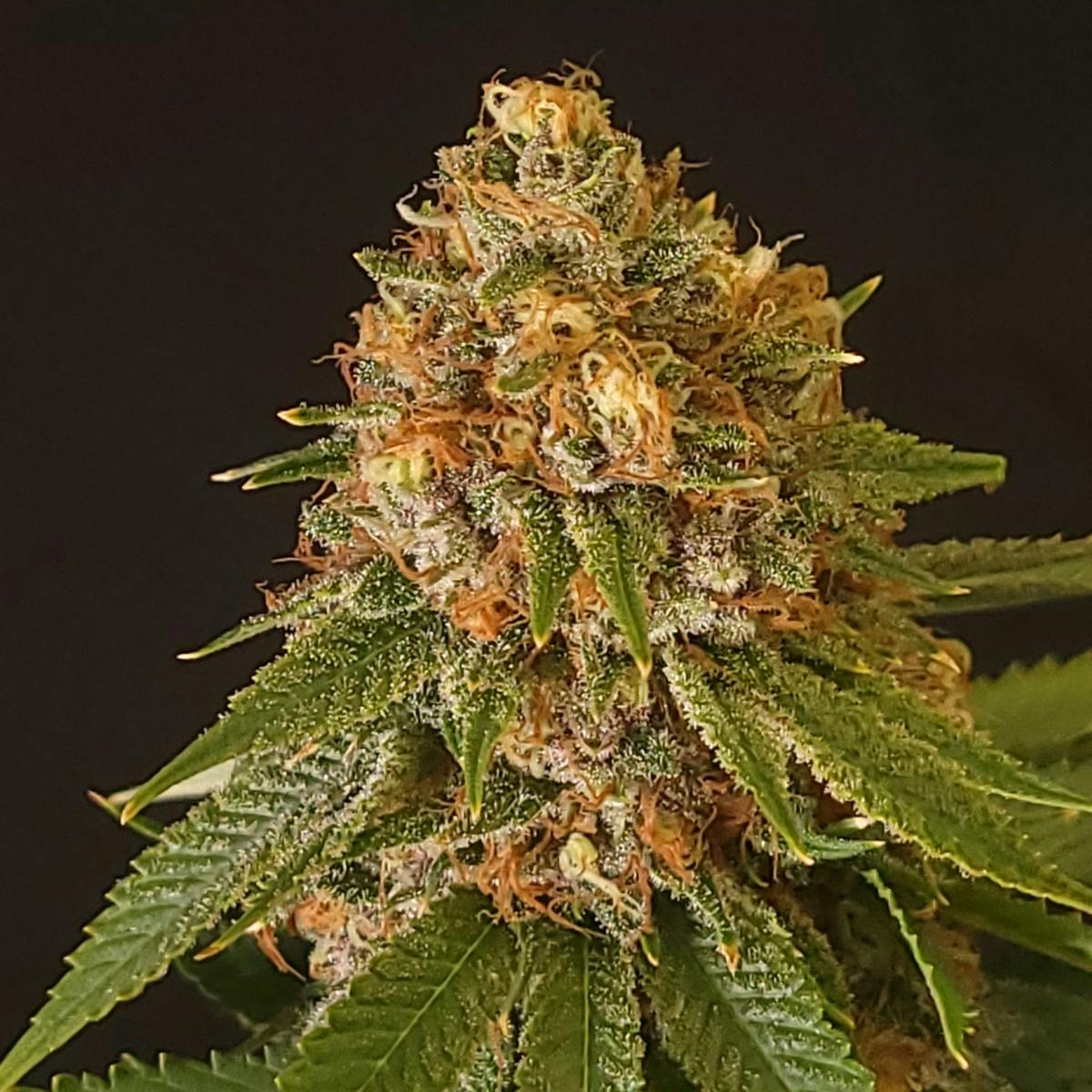 Photo of Gibby’s Garden Blue Dream