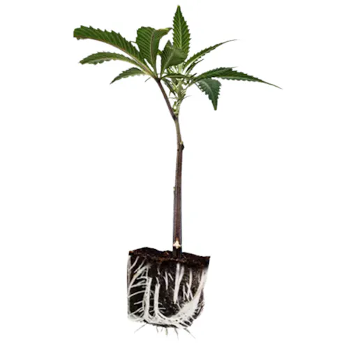 FLWRpot | Thunderstruck Clone-active