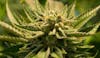 14g Flower - $45