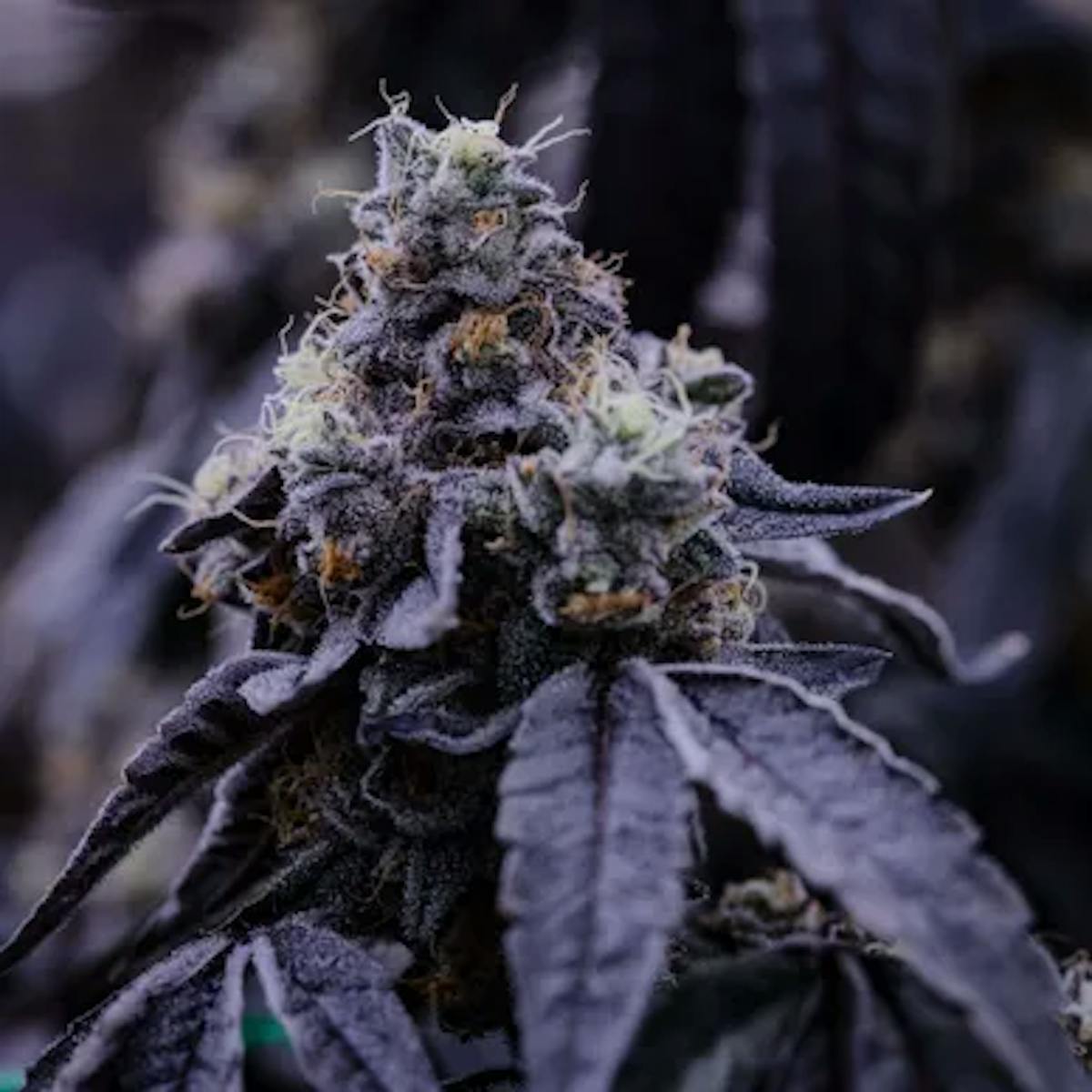 Image of Stink Palm | 3.5g Flower