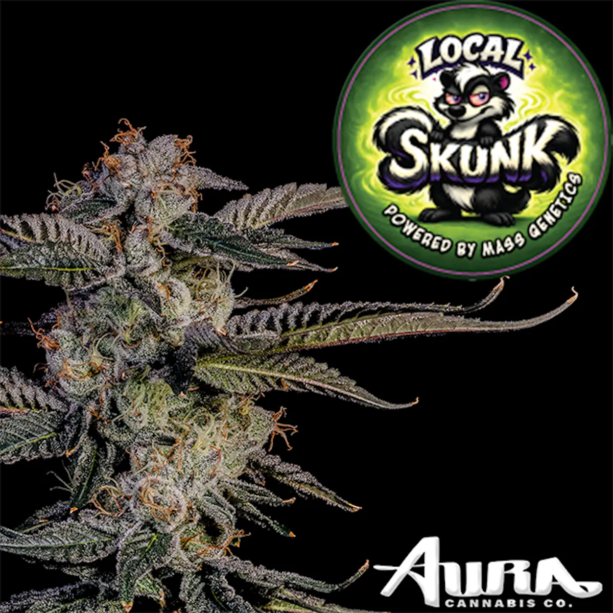 クオライン Aura Cannabis Co. Local Skunk 3.5g 1/8oz Flower | Aura Cannabis Co. |