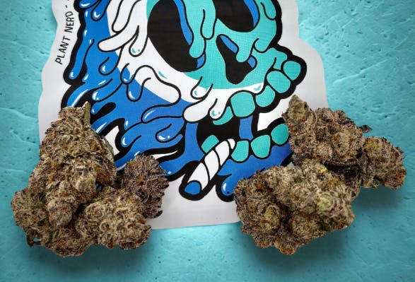 Blue Zushi | Plant Nerd