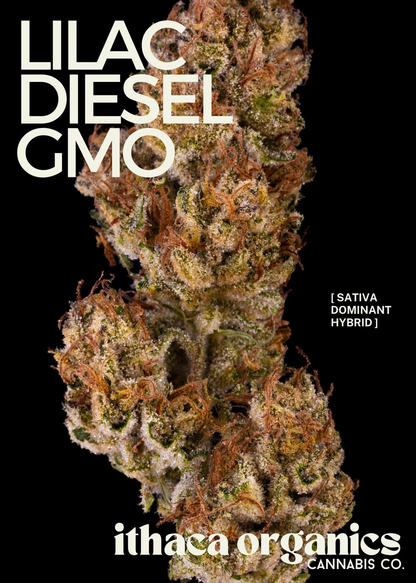 Photo of Lilac Diesel GMO