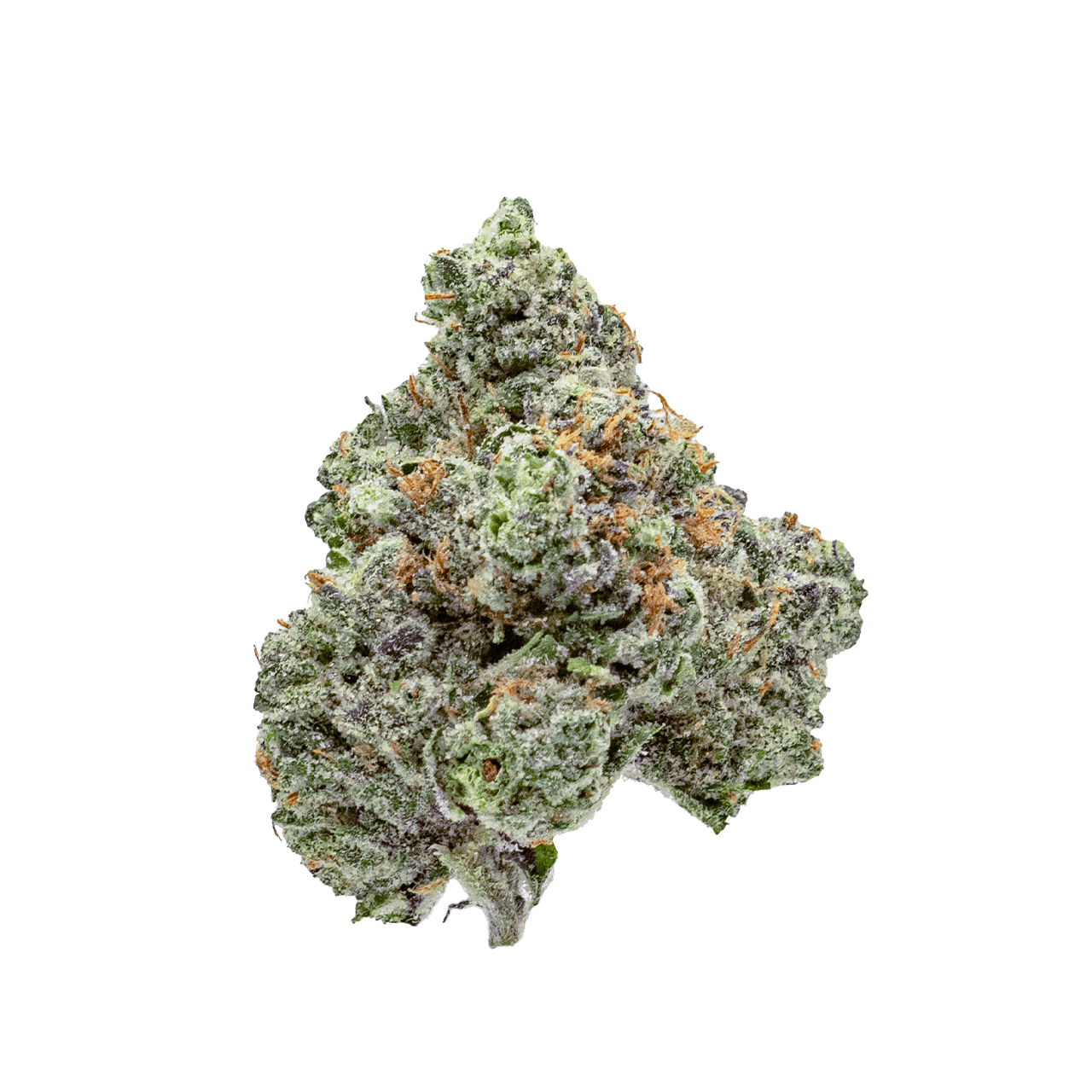 Society C - Project Z - 28g